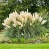 Pampas Grass -GreenNest Shop Pampas Grass BB 600x600 c1d0d4ec 783f 403e 96a4 5b92b81b7f75