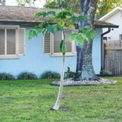 Papaya Tree -GreenNest Shop Papaya 1