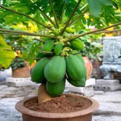 Papaya Tree -GreenNest Shop Papaya 7