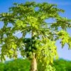 Papaya Tree -GreenNest Shop Papaya BB 600x600 eb3f02f0 c864 47e2 b405 7c3f1a316696