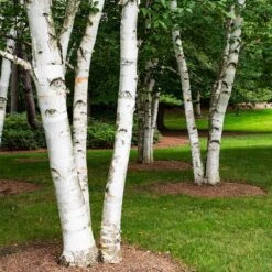 White Birch Tree 9 White Birch Tree -GreenNest Shop Paper White Birch 5