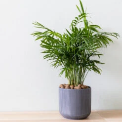 Air-Purifying House Plant Kit -GreenNest Shop Parlor Palm 3 BB 66a189c2 6899 4ad9 b079 0bdc8740bf80