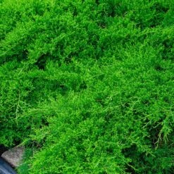 Parson’s Juniper 7 Parson’s Juniper -GreenNest Shop Parsons Juniper 1 BB