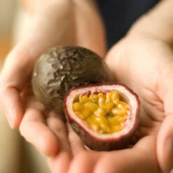 Passion Fruit Vine -GreenNest Shop Passion Fruit 1