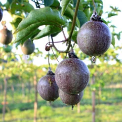 Passion Fruit Vine -GreenNest Shop Passion Fruit 6 BB