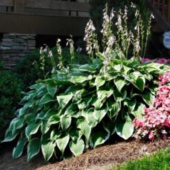 Patriot Hosta -GreenNest Shop Patriot Hosta 1 BB