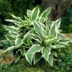 Patriot Hosta -GreenNest Shop Patriot Hosta 4