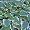 Patriot Hosta -GreenNest Shop Patriot Hosta BB 600x600 b2ca27f5 7a7d 4555 8554 11f636c32589