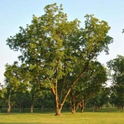 Pawnee Pecan Tree -GreenNest Shop Pawnee Pecan 5 BB