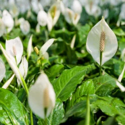 Peace Lily -GreenNest Shop Peace Lily 2 BB