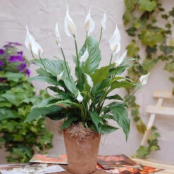 Peace Lily -GreenNest Shop Peace Lily 3