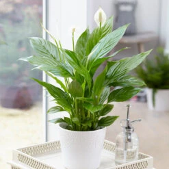 Air-Purifying House Plant Kit -GreenNest Shop Peace Lily 4 BB d2057872 a4ae 487a 84e7 1a6ec2f38520