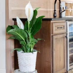 Peace Lily -GreenNest Shop Peace Lily 5