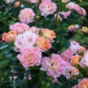 Peach Drift® Rose -GreenNest Shop Peach Drift Rose BB 600x600 a4052b21 6202 4693 9225 32d919c64c6b