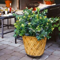 Bushel And Berry® Blueberry Peach Sorbet Plant -GreenNest Shop Peach Sorbet BLueberry 3 BB