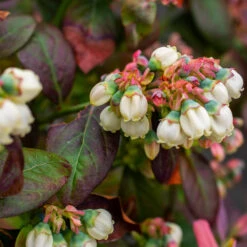 Bushel And Berry® Blueberry Peach Sorbet Plant -GreenNest Shop Peach Sorbet BLueberry 5