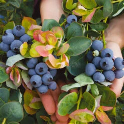 Bushel And Berry® Blueberry Peach Sorbet Plant -GreenNest Shop Peach Sorbet BLueberry 7