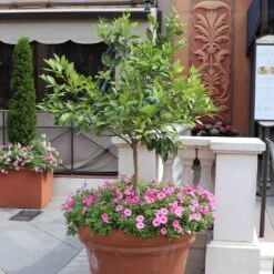 Persian 'Bearss' Lime Tree 11 Persian 'Bearss' Lime Tree -GreenNest Shop Persian Lime Tree 7 BB