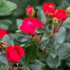 Petite Knock Out® Rose Shrub -GreenNest Shop Petite Red Knockout Rose3