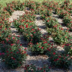 Petite Knock Out® Rose Shrub -GreenNest Shop Petite Red Knockout Rose6