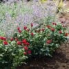 Petite Knock Out® Rose Shrub 1 Petite Knock Out® Rose Shrub -GreenNest Shop Petite Red Knockout Rose BB 600x600 f00e26a8 def8 40c5 bc95 67ad0ea822be
