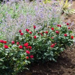 Petite Knock OutĀ® Rose Shrub