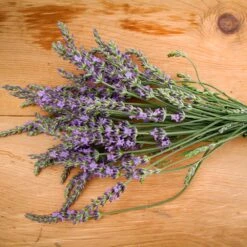 Phenomenal Lavender Plant -GreenNest Shop Phenomenal Lavender 2 BB
