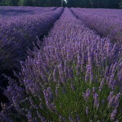Phenomenal Lavender Plant -GreenNest Shop Phenomenal Lavender 5 BB