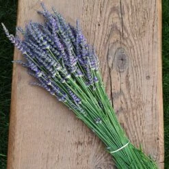 Phenomenal Lavender Plant -GreenNest Shop Phenomenal Lavender 7