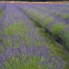 Phenomenal Lavender Plant 1 Phenomenal Lavender Plant -GreenNest Shop Phenomenal Lavender BB 600x600 b2f6b0e0 b6f3 498f 8ae4 ef49bcaf0078