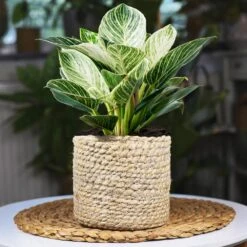 Rare House Plant Kit -GreenNest Shop Philodendron Birkin 1 9a1201a0 6c40 4e21 93d3 1935712f09ca