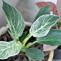 Birkin Philodendron Plant -GreenNest Shop Philodendron Birkin 4