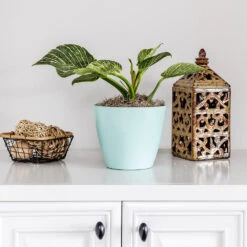 Birkin Philodendron Plant -GreenNest Shop Philodendron Birkin 7 BB