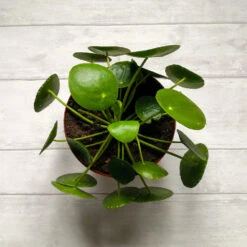 Pilea Peperomioides (Pancake Plant) -GreenNest Shop Pilea Pancake Plant 2 BB