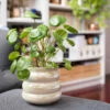 Pilea Peperomioides (Pancake Plant) -GreenNest Shop Pilea Pancake Plant BB 600x6005 2fe7479c 7c71 4255 99f1 83727f57d1c5