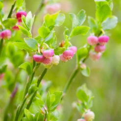 Pink Lemonade Blueberry Plant 10 Pink Lemonade Blueberry Plant -GreenNest Shop Pin Lemonade Blueberry 3