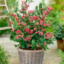 Pink Lemonade Blueberry Plant 9 Pink Lemonade Blueberry Plant -GreenNest Shop Pin Lemonade Blueberry 4