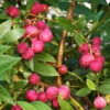 Pink Lemonade Blueberry Plant -GreenNest Shop Pin Lemonade Blueberry BB 600x600 a3eadc65 f738 4c71 af58 1ba4e79cdb6b