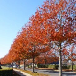 Pin Oak Tree -GreenNest Shop Pin Oak 10 BB