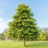 Pin Oak Tree -GreenNest Shop Pin Oak BB 600x600 dcae7381 306a 4a31 9264 075d2127bf3a