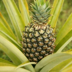 Salsa Kit -GreenNest Shop Pineapple 3 BB