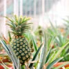 Sugarloaf Pineapple -GreenNest Shop Pineapple FGT 600x600 9e58f2bd d21d 4137 8113 f741c91d6342