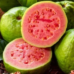 Tropical Pink Guava Tree 10 Tropical Pink Guava Tree -GreenNest Shop Pink Guava 1