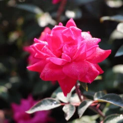 Double Pink Knock Out® Shrub -GreenNest Shop Pink Knockout Shrub 2 BB