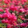 Double Pink Knock Out® Shrub 1 Double Pink Knock Out® Shrub -GreenNest Shop Pink Knockout Shrub BB 600x600 8e509dcd da66 4600 9a90 0babea1fe5c0