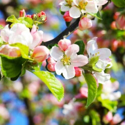 Pink Lady Apple Tree 10 Pink Lady Apple Tree -GreenNest Shop Pink Lady Apple 5