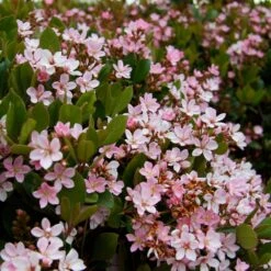 Pinkie Indian Hawthorn Shrub -GreenNest Shop Pink indian Hawthorn 4 BB