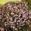 Pinkie Indian Hawthorn Shrub -GreenNest Shop Pink indian Hawthorn BB 600x600 f36c2261 3a65 421e 9414 5d8183526211