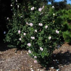 Pink Rose Of Sharon Althea Shrub -GreenNest Shop Pink rose of Sharon Althea Shrub 2 BB 3907566a 80a9 44e2 9424 a47e3f98117d