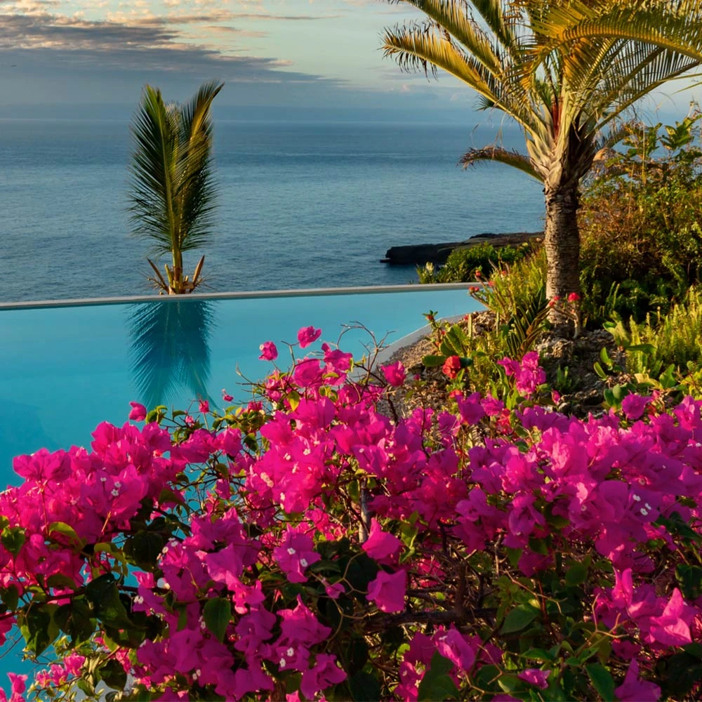 Pink Pixie Bougainvillea 5 Pink Pixie Bougainvillea - Image 3